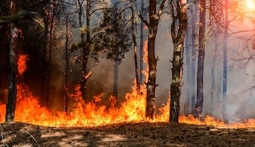 Trees are burning in a forest fire.