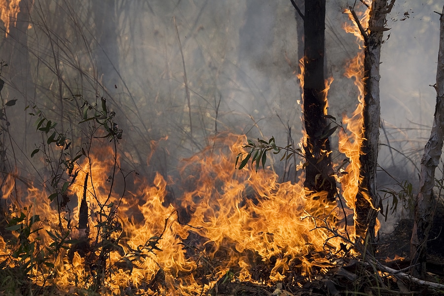 nature disaster with fire in the forest